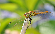 Moustached darter (male, Sympetrum vulgatum)